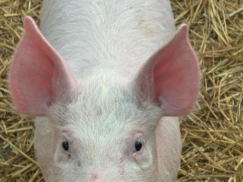 Nagyfehér x zeger malacok Nagyfehér x zeger malacok