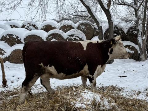 Magyartarka tehén,  üsző