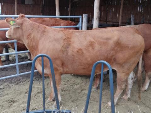 Eladó Pedigrees Limousin Tehén
