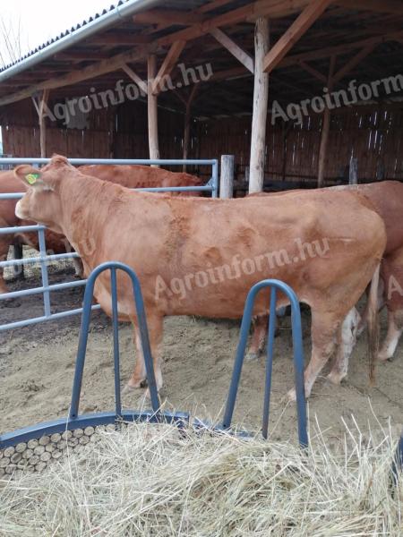 Eladó Pedigrees Limousin Tehén