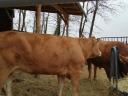 Eladó Pedigrees Limousin Tehén