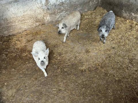 Mangalica