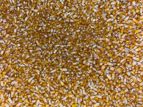 Kukorica, öntözött területről