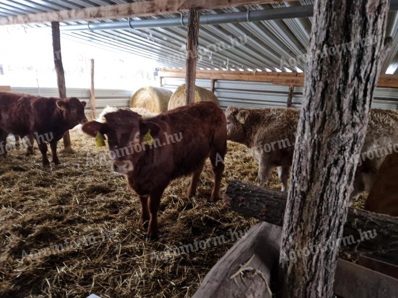 Eladó bika borjak