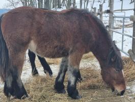Őshonos magyar hidegvérű kanca csikó eladó