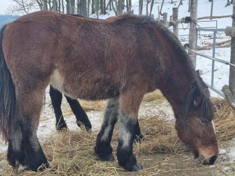Őshonos magyar hidegvérű kanca csikó eladó Őshonos magyar hidegvérű kanca csikó eladó