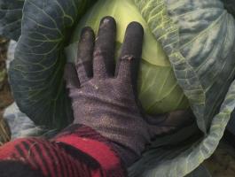 Strukta F1 fejeskáposzta eladó