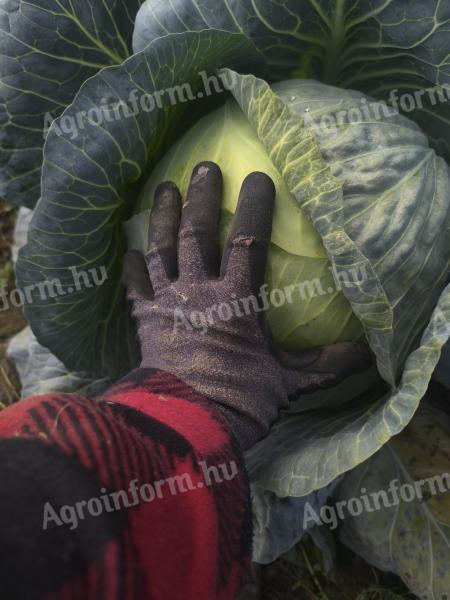 Strukta F1 fejeskáposzta eladó