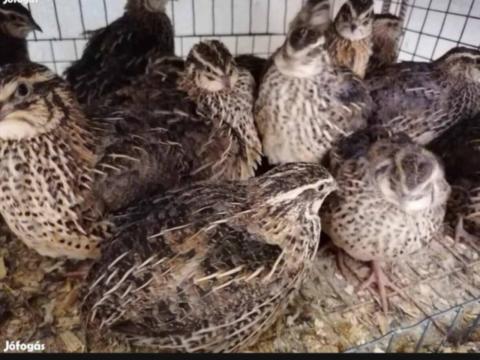 4 hetes fürj tojó eladó 4 hetes fürj tojó eladó