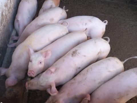 Prémium süldők,hízók eladók