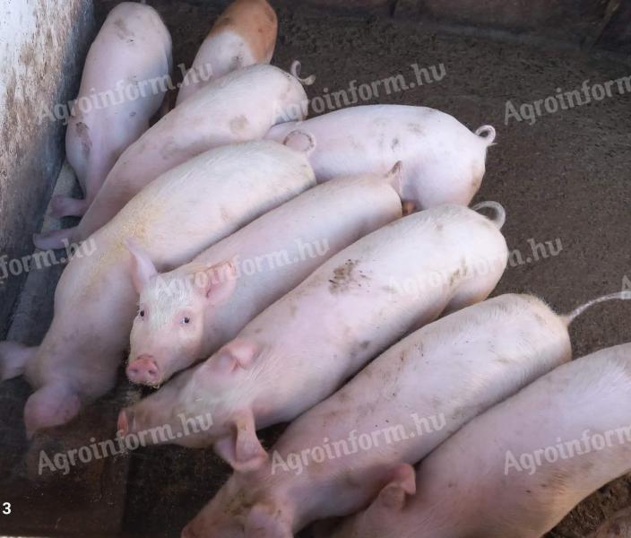 Prémium süldők,hízók eladók