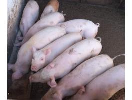 Prémium süldők,hízók eladók