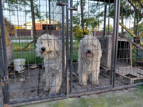 Komondor fajtatiszta jellegű kiskutyák