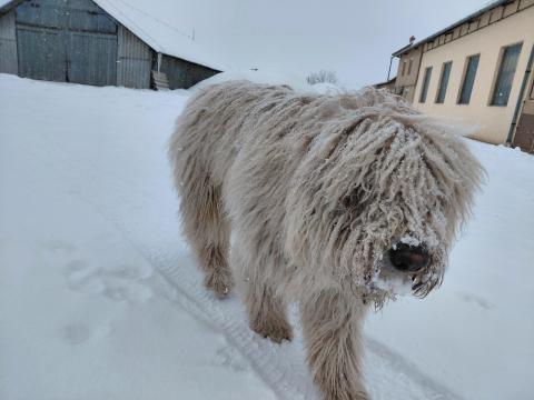 Komondor fajtatiszta jellegű kiskutyák eladók