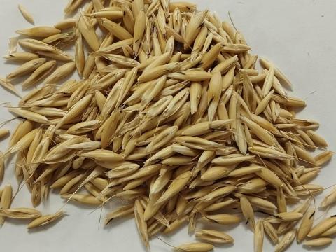 Tavaszi zab értékesítés