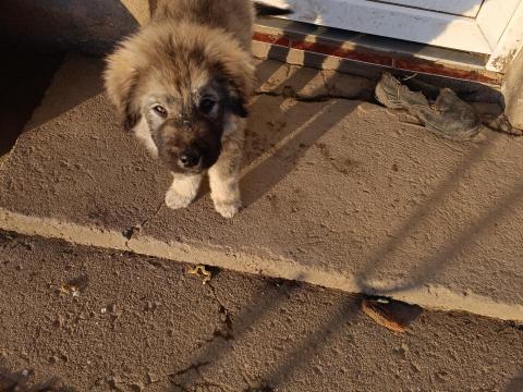 Sarplaninac kiskutyák