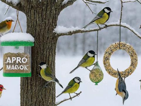 Téli madáretető alapcsomag, akár postai szállítással is