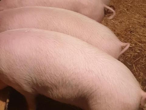 Eladó 5 db 45-50 kg Turcsi süldő Eladó 5 db 45-50 kg Turcsi süldő