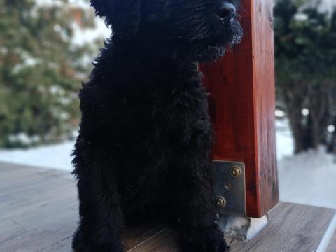 Óriás schnauzer kiskutyák eladók Óriás schnauzer kiskutyák eladók