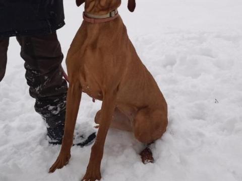 Szarvasgomba kereső kutya keresi munkatársát