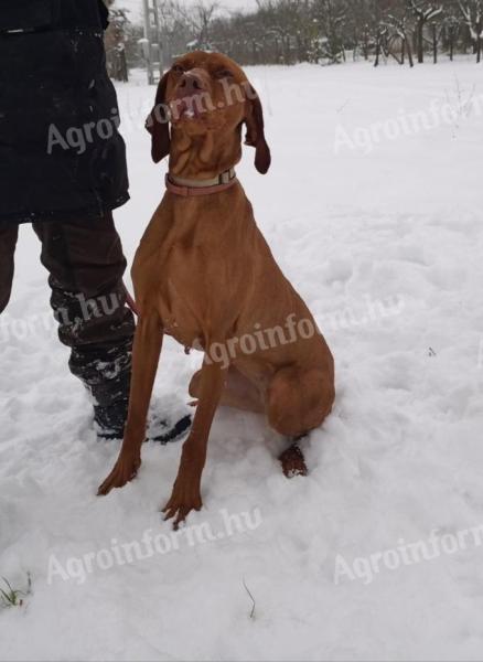 Szarvasgomba kereső kutya keresi munkatársát