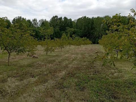 Tiszaugi dióültetvény eladó