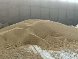 Takarmányborsó eladó