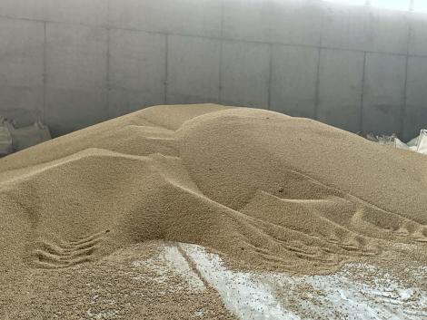 Takarmányborsó eladó