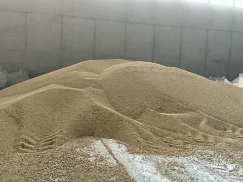 Takarmányborsó eladó