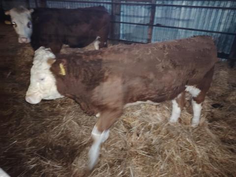 Magyartarka növendék bika eladó