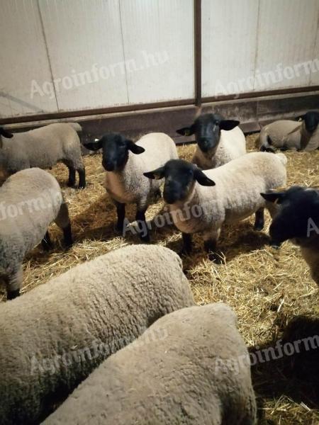 Angol suffolk és Berrichon du cher kosok eladók