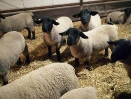 Angol suffolk kosok eladók