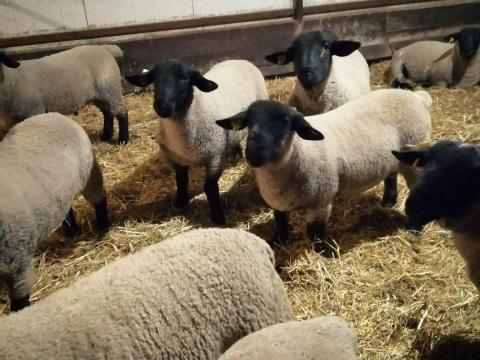 Angol suffolk kosok eladók