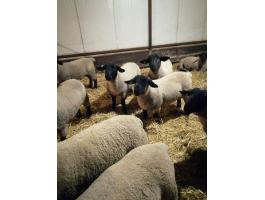 Angol suffolk kosok eladók