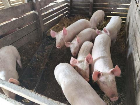 Sűldők 1000 Ft/kg eladók Sűldők 1000 Ft/kg eladók