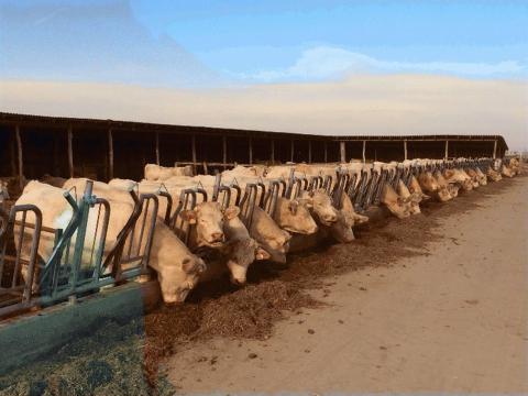 Bikaborjú Felvásárlás!