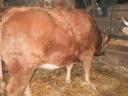 Eladó Limousin üsző