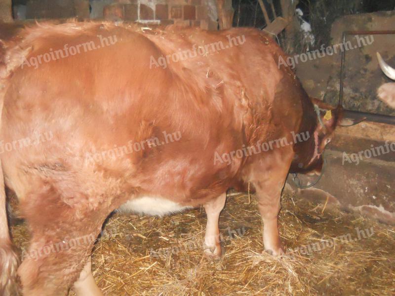 Eladó Limousin üsző