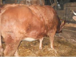 Eladó Limousin üsző