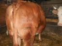 Eladó Limousin üsző
