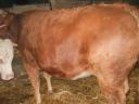Eladó Limousin üsző