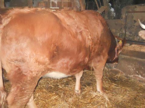 Eladó Limousin üsző jó kondícióban Eladó Limousin üsző jó kondícióban