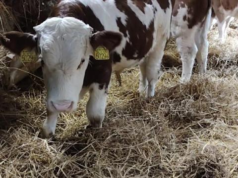 Eladó 40 db magyartarka bikaborjú,  350 kg körüliek,  Baranya megye