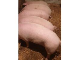 Eladó 5 db 45-50 kg Turcsi orrú süldő