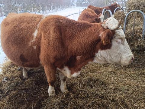 Magyartarka tehén eladó – Békésszentandrás Magyartarka tehén eladó – Békésszentandrás