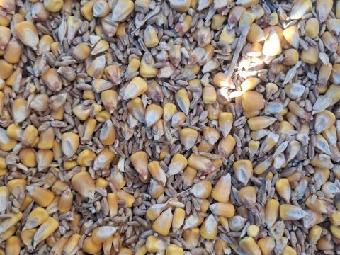 Száraz kukorica-búza takarmánykeverék eladó