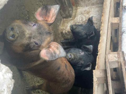 Hízók eladó Hízók eladó