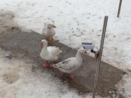 Eladó vagy cserélhető libacsalád