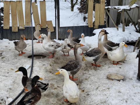 Eladó kacsa liba pulyka