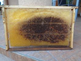 Méhek által kiépített méhészeti lép eladó Hajdúszoboszlón